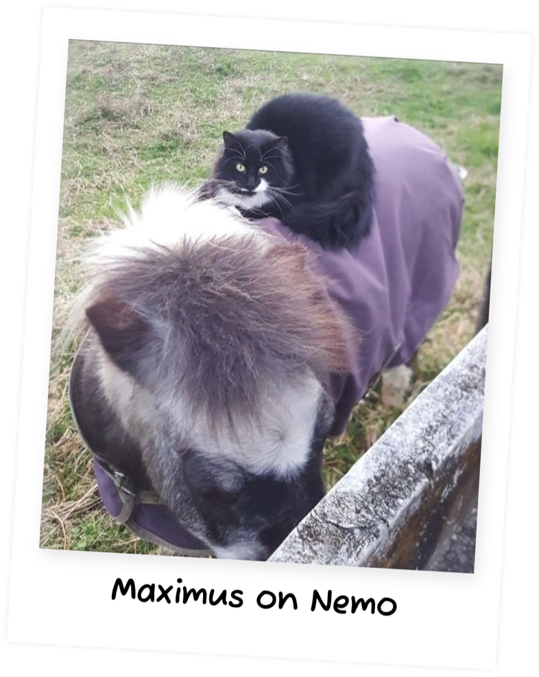 A polaroid captioned Maximus on Nemo, a long-haired cat outdoors