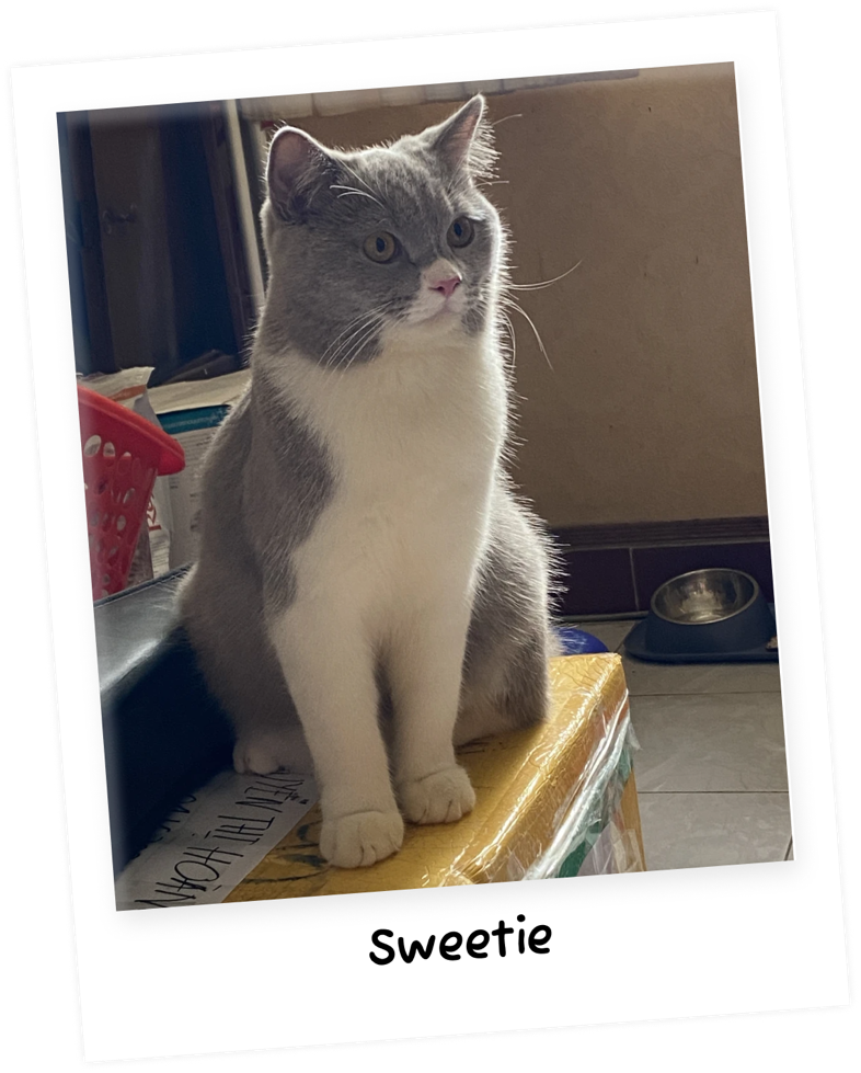 A polaroid of Sweetie, a grey and white cat, sitting on a stack of books